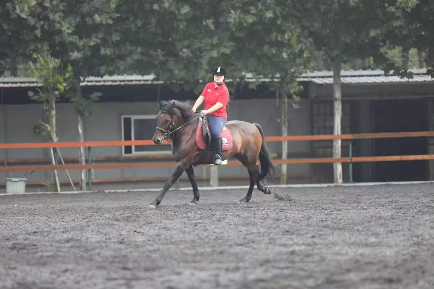 Flatwork in the Arena